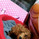 핑크홀리 이미지