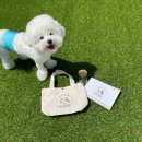 댕스라이프 이미지