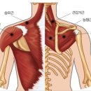 바디메이드