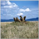 [배낭 학습자료 10] 세링게티[Serengeti]와 응고롱고로[Ngorongoro] 마사이족 방문, 사파리 투어[종결편] 이미지