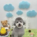 코코바코 이미지