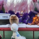 모카애견 이미지