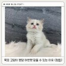 정읍사랑병원 | 목포 고양이 분양 어반펫 믿을 수 있는 이유 (정읍)