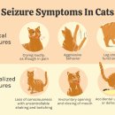 시지동물병원 이미지