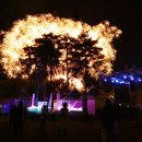 황금소나무 이미지