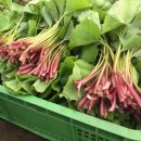 기운농장 이미지