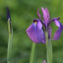 창포농장 이미지