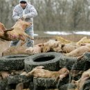 돼지제국 이미지