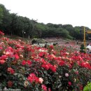 도당애견 이미지