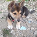 면목동 느티나무 이미지