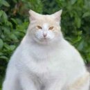 전설고양이