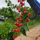 산과 바다를 한눈에 볼 수 있는 곳, 청산도여행펜션