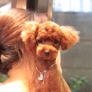 VIP Dog 이미지