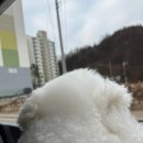 꽃이랑개랑 네이버블로그