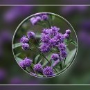 여름꽃 기행, 8월의 꽃 A, 각시취, 개미취... 이미지