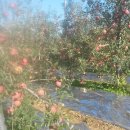 석 농장 이미지