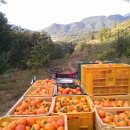 감골농장 이미지