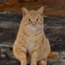 양철지붕위의고양이 이미지