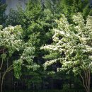 신목아파트 뒤 이미지