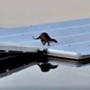 탄금호국제조정경기장 보트하우스 이미지