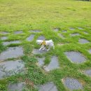 기장애견 이미지