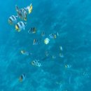 노을드림# | 괌 드림 돌핀크루즈 돌고래투어 돌핀투어 내돈내산 후기 | 예약방법 꿀팁 준비물