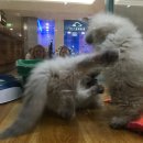 똥꼬 발랄 펫샵 이미지