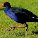 웨스턴스프링스 이미지