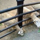 전일목장 이미지