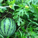 자미원농장 이미지