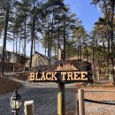 트리캠핑장 이미지