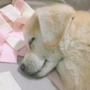인절미