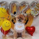 댕바라기 이미지