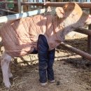 입동목장 이미지