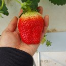 논산과일왕