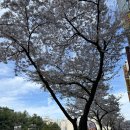 [원주 덕질] 나이스토이 : 가챠샵 피규어 굿즈 이치방쿠지 방문후기