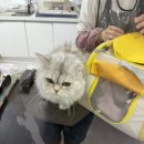 캣존 | [울산남구고양이미용실] 발버둥 대치전 끝에 완성된 사랑이 미모-캣존 방문기
