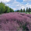 낙동강관리본부 대저생태공원 5 이미지