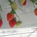 이상원농장 이미지