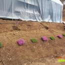 고실농장 이미지