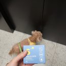 까까요 dog 이미지