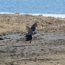 오리사냥 이미지