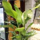 티파니약국 이미지