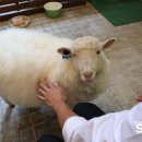 퍼피스타일 이미지