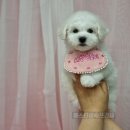 에스티 비숑프리제 | 순천여수애견분양샵 에스티비숑프리제추천