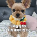 강아지 옷 만들기 | 코바늘 뜨개 초보의 강아지 옷 만들기 ㅣ 숩니공방의 강아지 옷 뜨개 책 후기