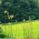 원추리 Hemerocallis fulva (L.) L. 이미지