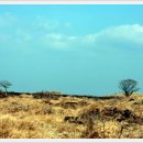 들꽃편지 이미지