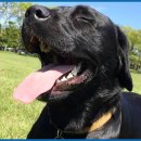 애완강아지 이미지