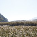 순천만 풍경 이미지